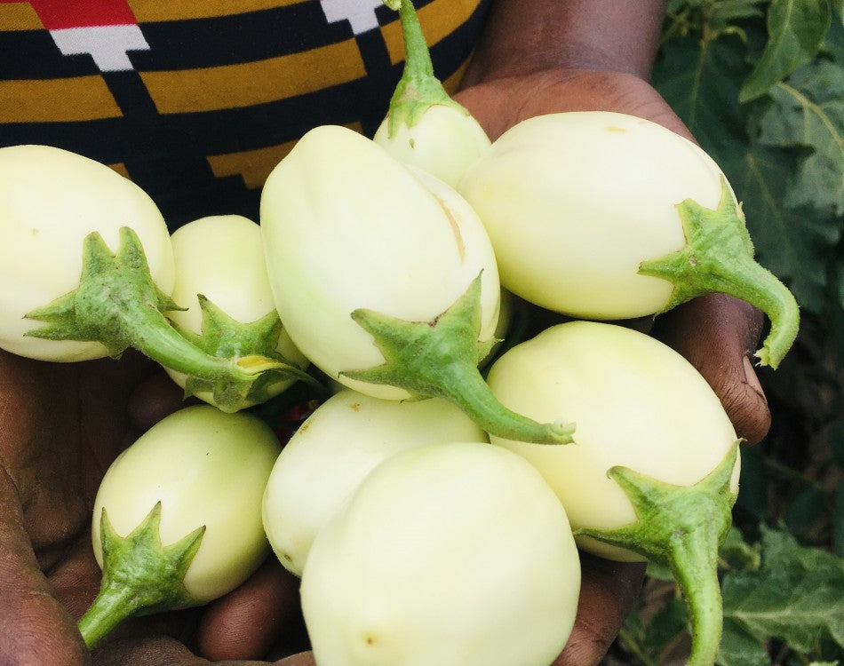 Aubergine blanc kg
