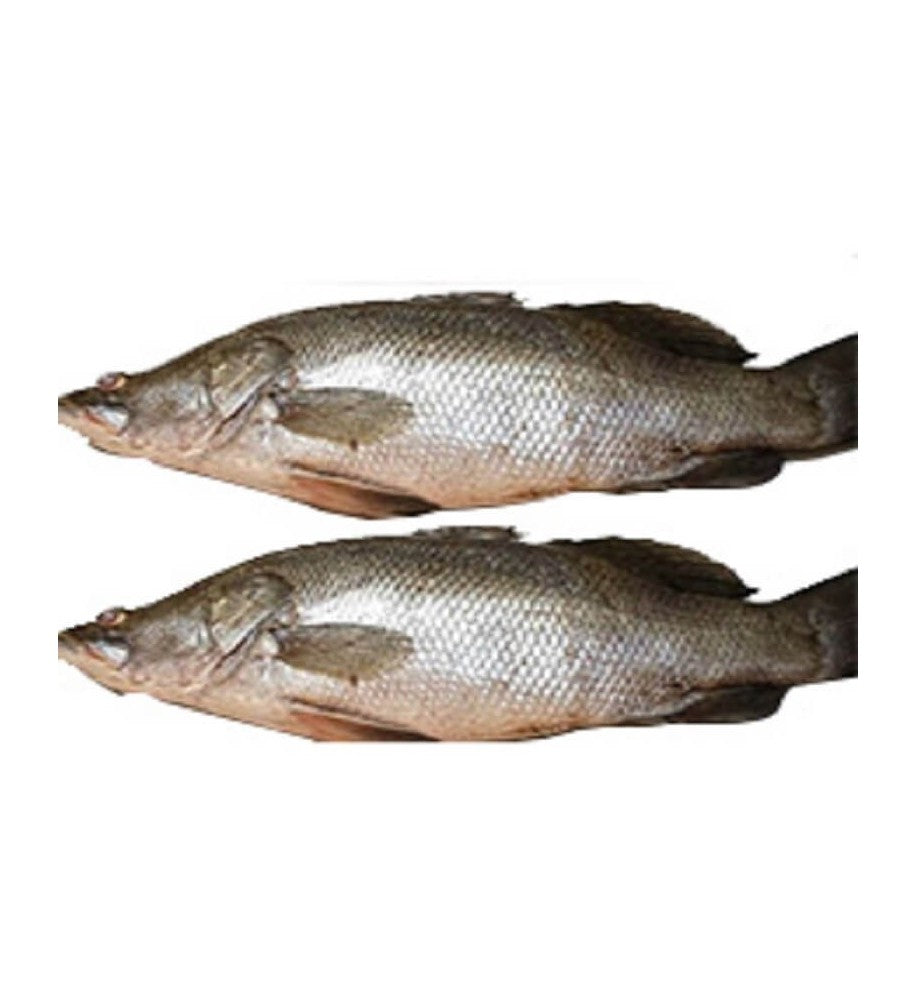 Poisson Capitaine d'eau douce ( kg )