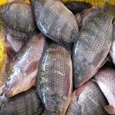Poisson Carpe eau douce (kg)
