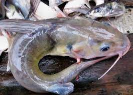 Poisson Machoiron eau douce ( kg)