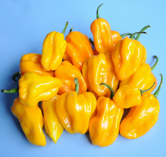 Piment jaune (sans bon )