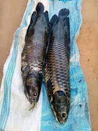 Poisson Cameroun d'eau douce (kg)