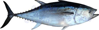Poisson Thon (kg)